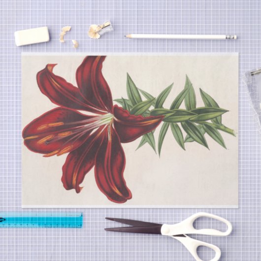 Lilium Hæmatochroum (Hybridum) von Charles Lemaire Seidenpapier (Handwerk)