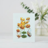 Lilium humboldtii postkarte (Stehend Vorderseite)