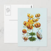 Lilium humboldtii postkarte (Vorne/Hinten)