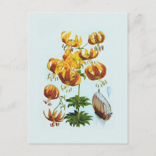 Lilium humboldtii postkarte (Vorderseite)