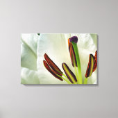Lilium Oriental White Leinwanddruck (Vorderseite)