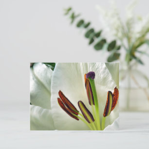 Lilium Oriental White Postkarte