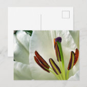 Lilium Oriental White Postkarte (Vorne/Hinten)