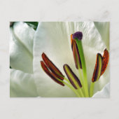 Lilium Oriental White Postkarte (Vorderseite)