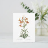 Lilium penduliflorum postkarte (Stehend Vorderseite)
