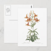 Lilium penduliflorum postkarte (Vorne/Hinten)