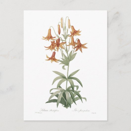 Lilium penduliflorum postkarte (Vorderseite)