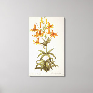 Lilium Penduliflorum, von "Les Liliacees", 1811 Leinwanddruck