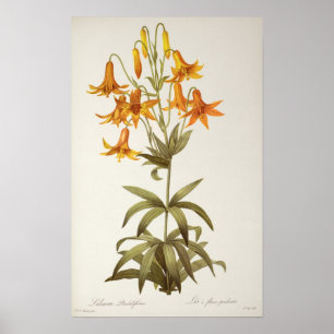 Lilium Penduliflorum, von "Les Liliacees", 1811 Poster