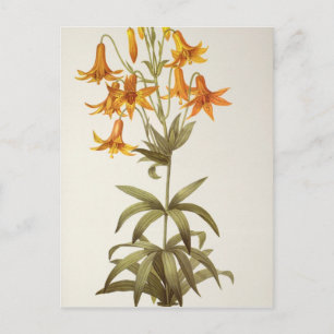 Lilium Penduliflorum, von `Les Liliacees', 1811 Postkarte
