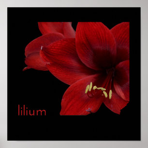 Lilium Poster