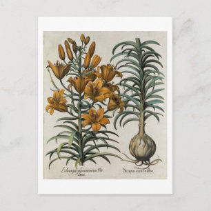 Lilium purpureum mauis Do danei and Scapus cum bul Postkarte