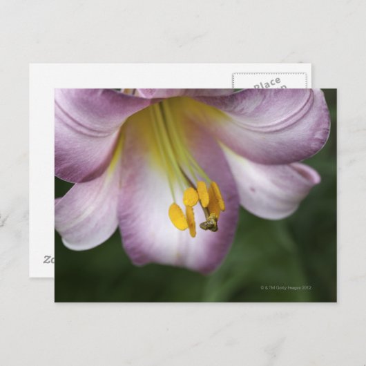 Lilium regale ist eine Trompete blühende Lilie Postkarte (Vorne/Hinten)
