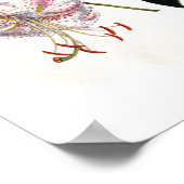 Lilium speciosum poster (Ecke)