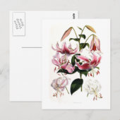 Lilium speciosum postkarte (Vorne/Hinten)