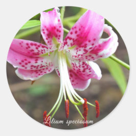 Lilium speciosum [Round-Siegel] ラ ウ シ ル ド Runder Aufkleber