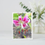 Lilium specium postcard ポ ス ド postkarte (Stehend Vorderseite)