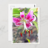 Lilium specium postcard ポ ス ド postkarte (Vorne/Hinten)