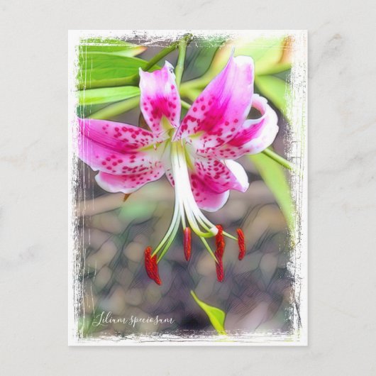Lilium specium postcard ポ ス ド postkarte (Vorderseite)
