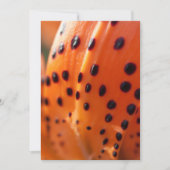 Lilium superbum, Turk's Cap Lily Karte (Vorderseite)