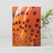 Lilium superbum, Turk's Cap Lily Karte (Stehend Vorderseite)