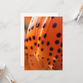 Lilium superbum, Turk's Cap Lily Karte (Vorderseite/Rückseite Beispiel)