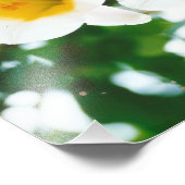 Liliumkandidat Fotodruck (Ecke)