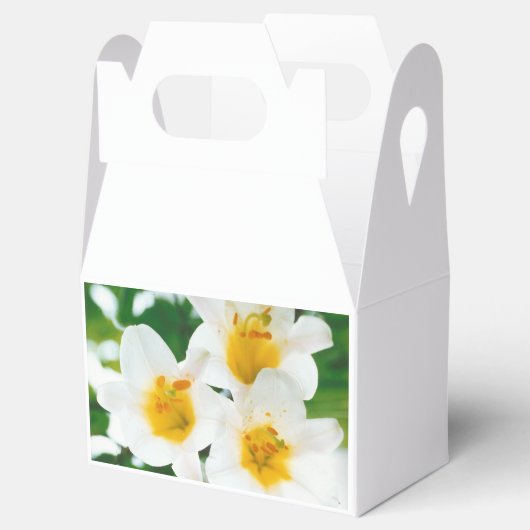 Liliumkandidat Geschenkschachtel (Geöffnet)