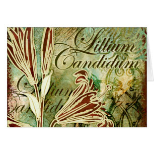 Lillium Candidum