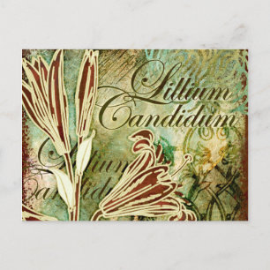 Lillium Candidum Postkarte