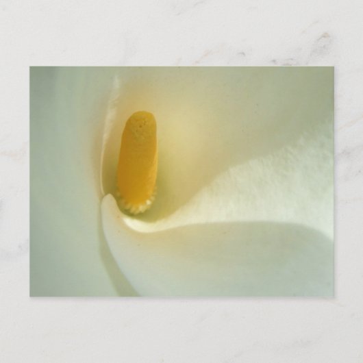 Lilly Center Postcard Postkarte (Vorderseite)