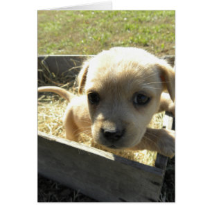 Lilly in einer Box