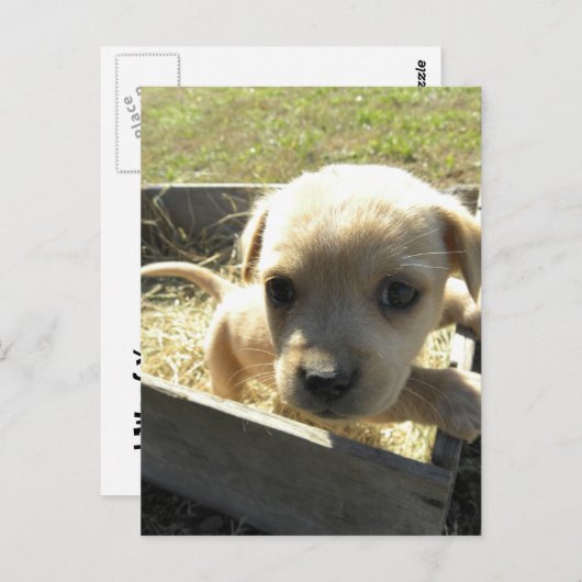 Lilly in einer Box Postkarte (Vorne/Hinten)