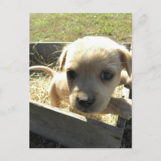 Lilly in einer Box Postkarte (Vorderseite)