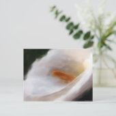 Lilly of the Nile Postcard Postkarte (Stehend Vorderseite)