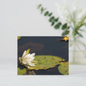Lilly Pad Postkarte (Stehend Vorderseite)