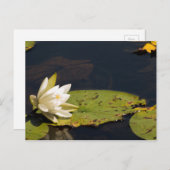 Lilly Pad Postkarte (Vorne/Hinten)