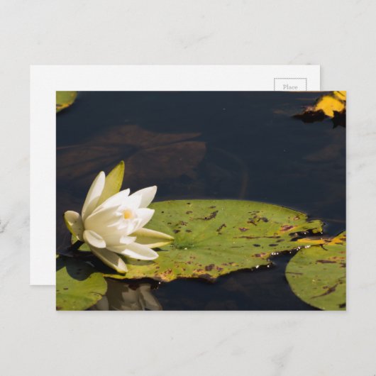 Lilly Pad Postkarte (Vorne/Hinten)