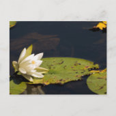 Lilly Pad Postkarte (Vorderseite)