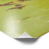 Lilly Pond Blume Fotodruck (Ecke)