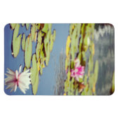 Lilly Pond Blume Magnet (Horizontal)