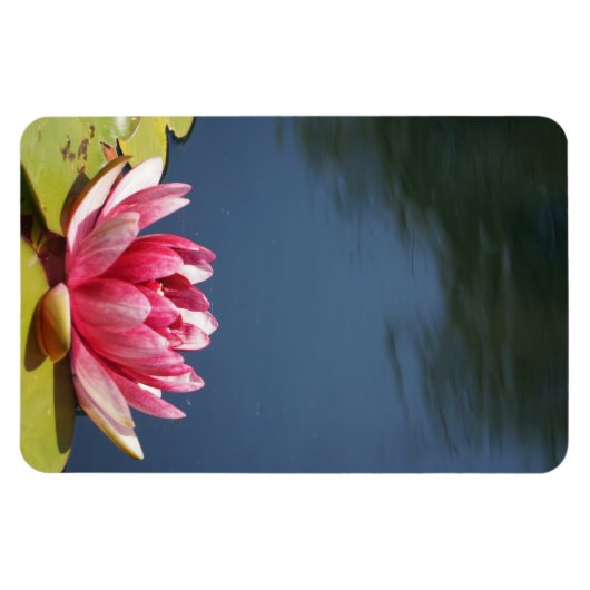 Lilly Pond Blume Magnet (Horizontal)