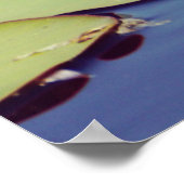 Lilly Pond Blume Poster (Ecke)