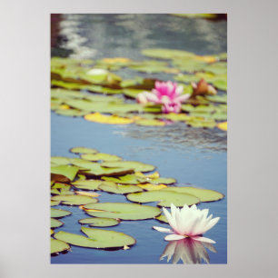 Lilly Pond Blume Poster