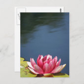 Lilly Pond Blume Postkarte (Vorne/Hinten)
