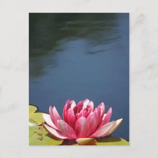 Lilly Pond Blume Postkarte (Vorderseite)