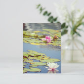 Lilly Pond Blume Postkarte (Stehend Vorderseite)