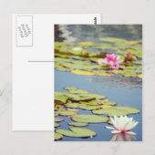Lilly Pond Blume Postkarte (Vorne/Hinten)