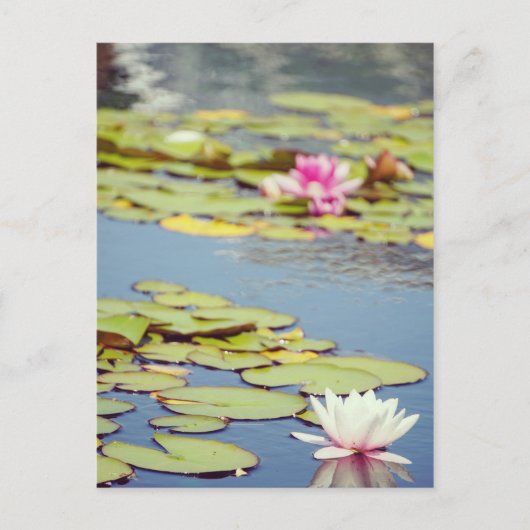 Lilly Pond Blume Postkarte (Vorderseite)