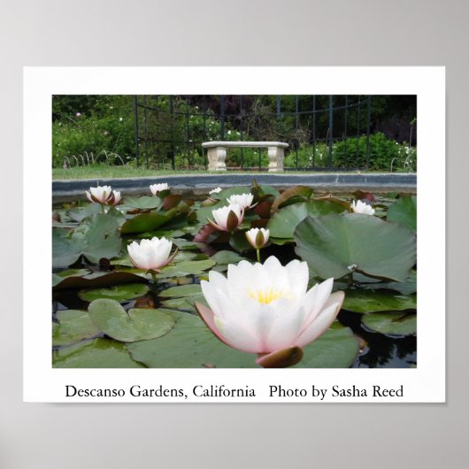 Lilly Pond Poster (Vorne)